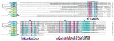 Genome-Wide Identification of the MdKNOX Gene Family and Characterization of Its Transcriptional Regulation in Malus domestica